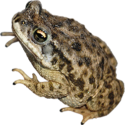 Marbled Toad